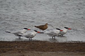 Tern, Caspian, 2012-12313818 Laguna Atascosa NWR, TX